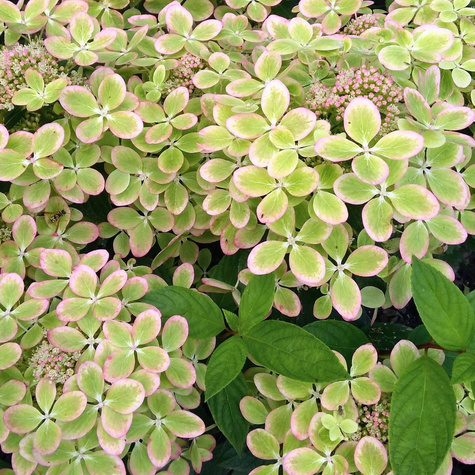 Hortensja bukietowa Pastel Green (C2)