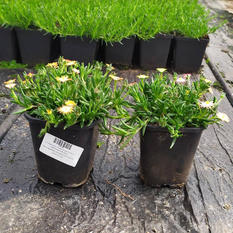 Delosperma Coopera Ice Cream™ MixMasters® Swirl