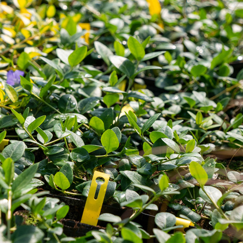 Barwinek pospolity Barwinek mniejszy (C2)