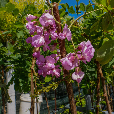 Robinia akacjowa Akacja fioletowa szczepiona na pniu miododajna