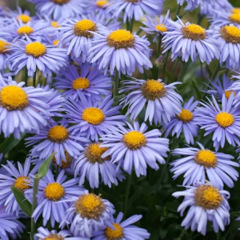 Aster alpejski Violet
