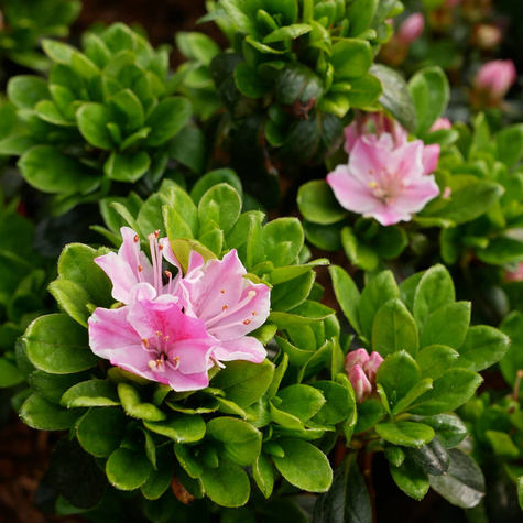 Azalia japońska Kermesina Rosé (C2)