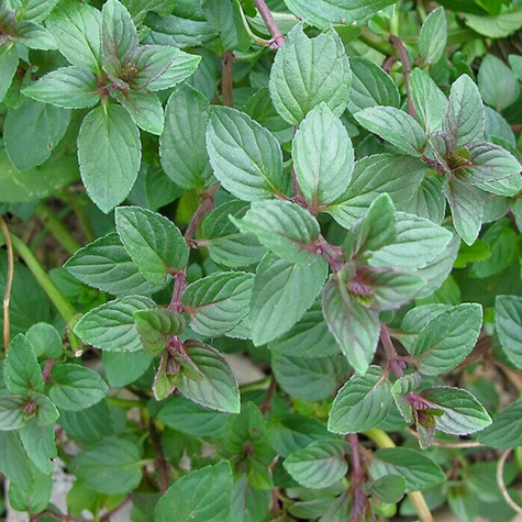 Mięta pieprzowa Czekoladowa Chocolate Mint (C2)