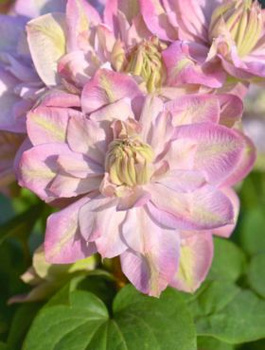 Powojnik Clematis Anna's Choice (C2)