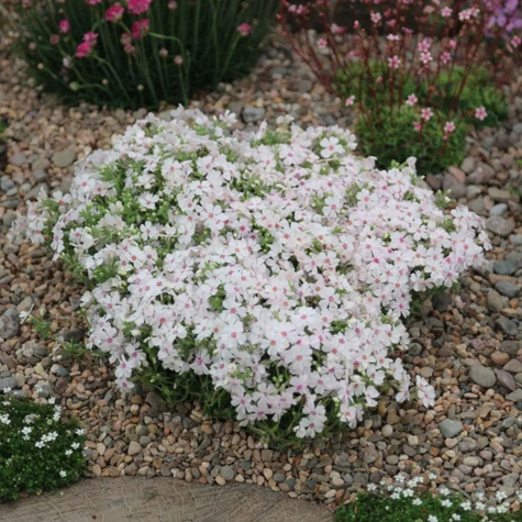 Płomyk szydlasty Floks Amazing Grace (C2)