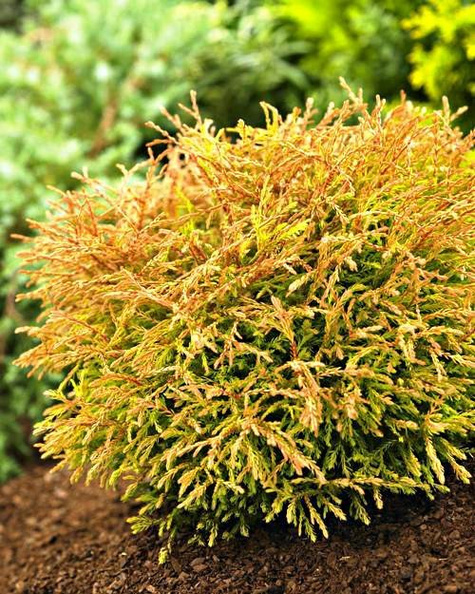 Thuja Tuja Żywotnik zachodni Golden Tuffet (P9)