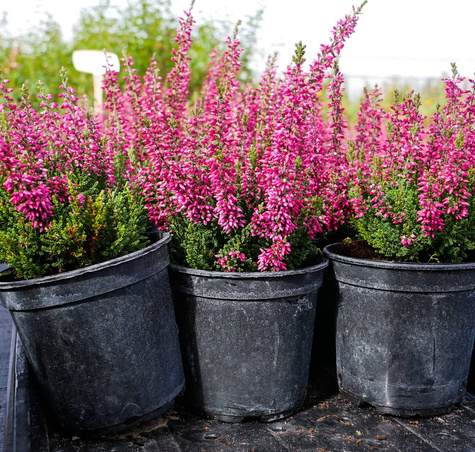 Wrzos pospolity Selly