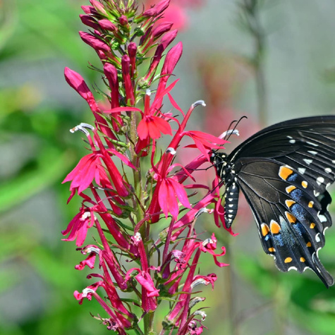 Lobelia okazała Starship Rose (C2)