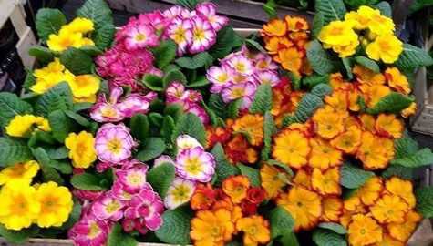 Prymulka Pierwiosnek czerwona sadzonka w doniczce