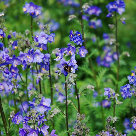 Wielosił błękitny Polemonium caeruleum (C2)