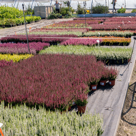 Zestaw 6 x Wrzos pospolity tricolor Trio Mix 3 kolorów sadzonki