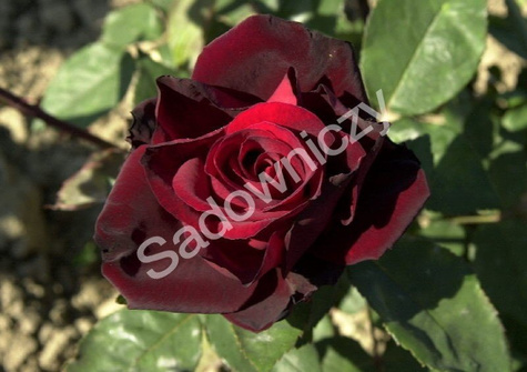 Róża Czarna Licencjonowana ® wielkokwiatowa czarna