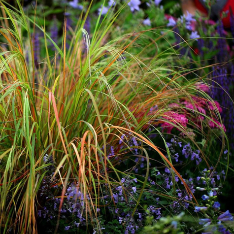 Wietrznica Lessona Sirocco