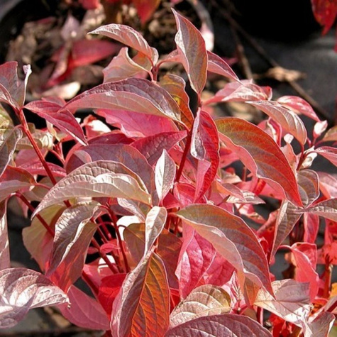 Dereń biały 'Red Gnome' (C2)