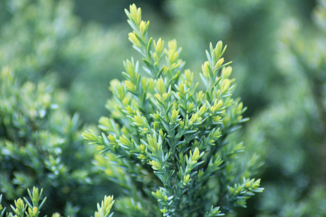 Cyprysik lawsona Snow White