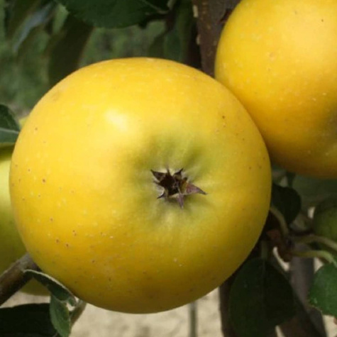 Jabłoń Ananas Berżenicki w doniczce C2