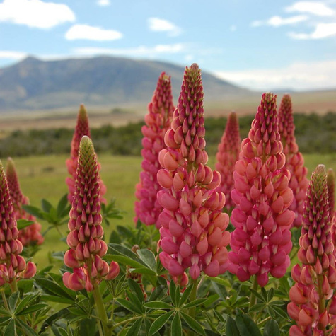 Łubin Lupini Red