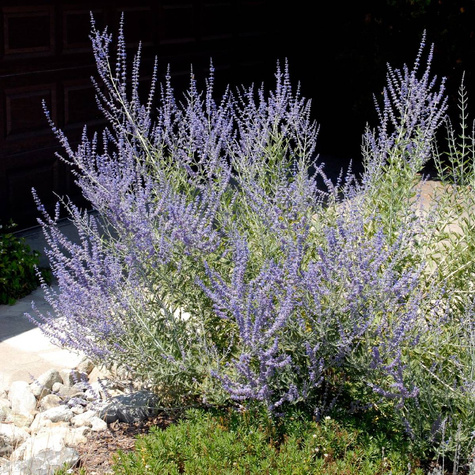 Perowskia łobodolistna Silvery Blue (C2)