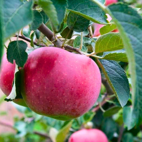 Jabłoń Waleria Plant Pack