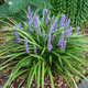 Liriope szafirkowata Moneymaker