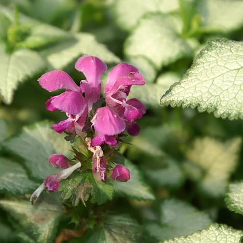 Jasnota plamista Purple Dragon (C2)