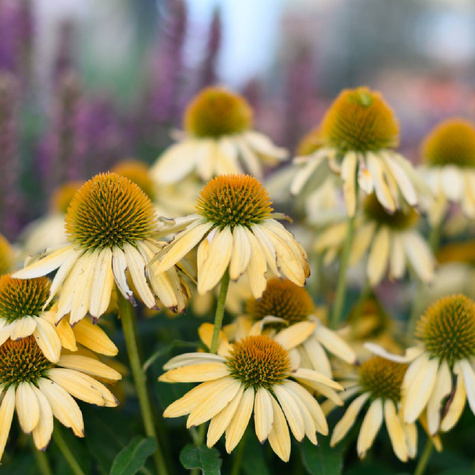 Jeżówka Harvest Moon Soczyste Mango (C2)