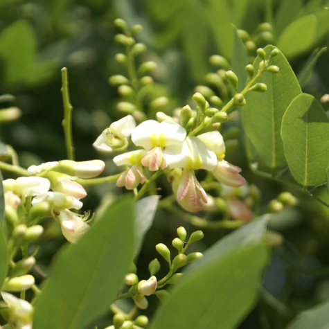 Perełkowiec japoński (C2)