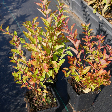 Pęcherznica kalinolistna Raspberry Lemonade (P9)