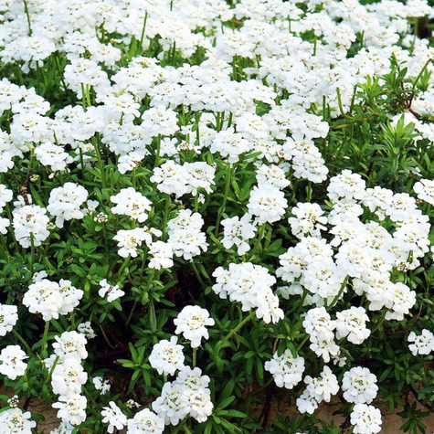 Ubiorek wiecznie zielony Zwerg Schneeflocke (C2)