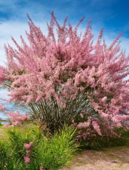 Tamaryszek drobnokwiatowy (C2)