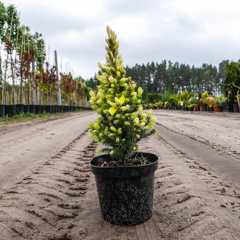 Świerk biały Daisy White