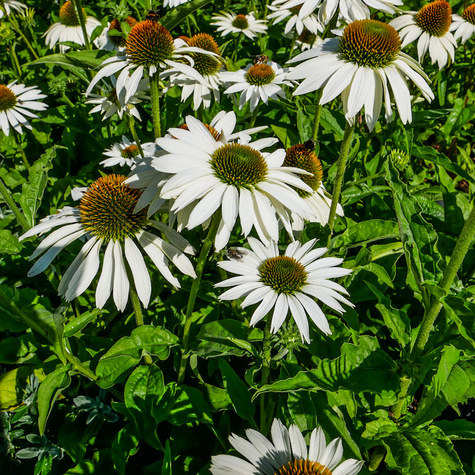 Jeżówka purpurowa White Sawn delikatna (C2)