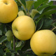 DUO Jabłoń Gala + Golden Delicious niezwykle smaczne Plant Pack