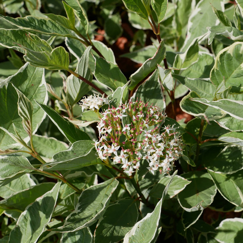 Dereń biały Elegantissima (P9)