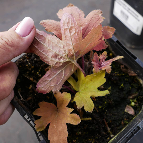 Żuraweczka Sweet Tea (C2)