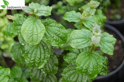 Dereń biały Hessei rzadki okaz