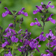 Szałwia greggii Mirage Violet (C2)