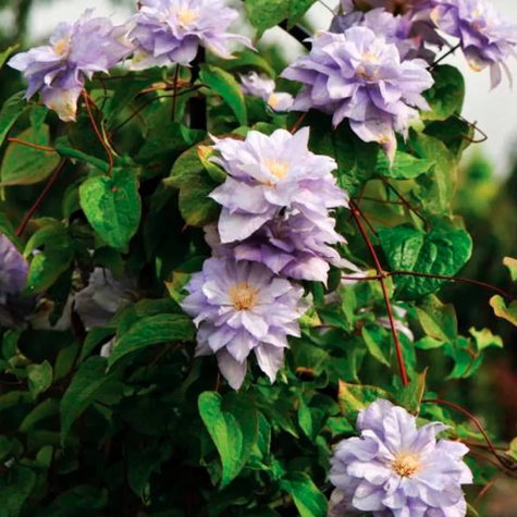 Powojnik Clematis wielkokwiatowy pełny Mazury