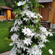 Powojnik Clematis Beautiful Bride (C2)