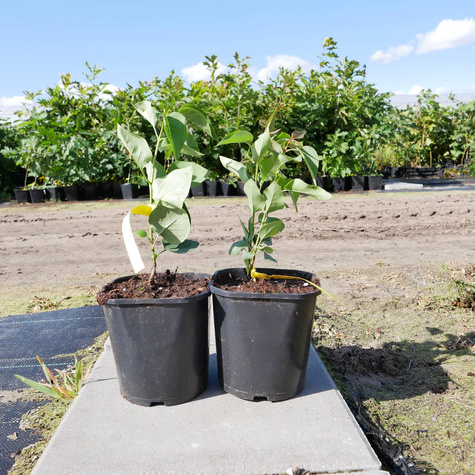 Lilak kosmaty Minuet (C2)