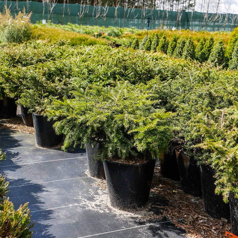 Świerk pospolity Nidiformis gniazdkowy (C2)