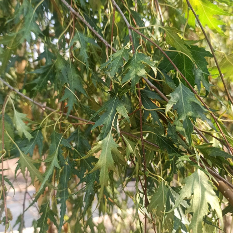 Brzoza brodawkowata Gracilis obw. 6-8 cm szczepiona na pniu