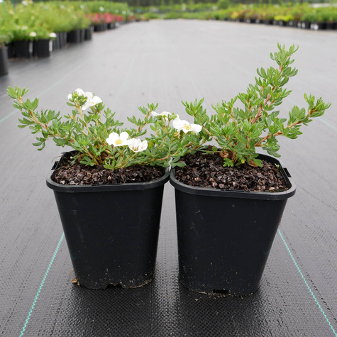 Pięciornik krzewiasty 'Bella Bianca' (C2)