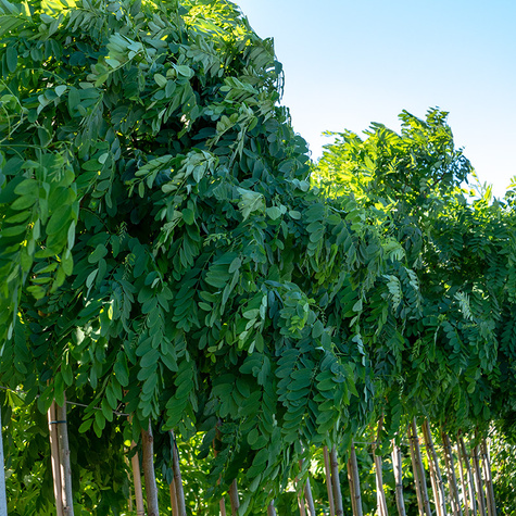 Robinia akacjowa Akacja fioletowa szczepiona na pniu miododajna