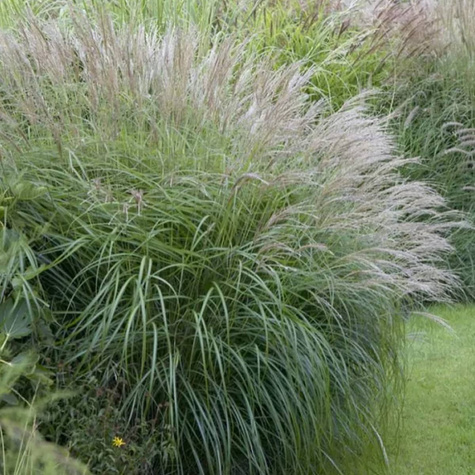 Miskant chiński Yaku Jima (C2)