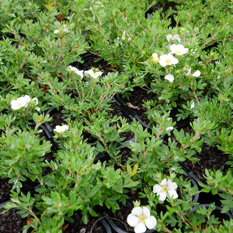 Pięciornik krzewiasty 'Bella Bianca' (C2)