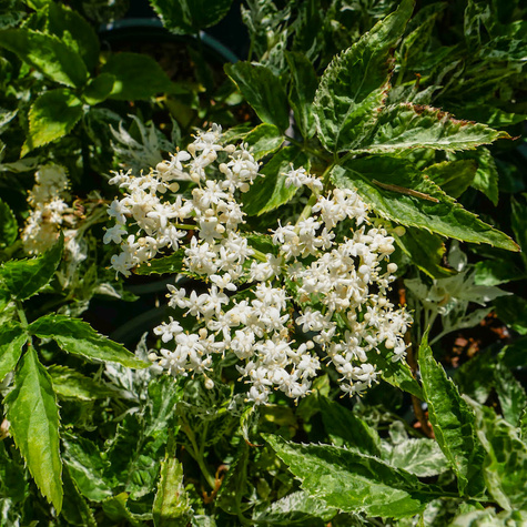 Bez czarny Pulverulenta