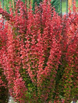 Berberys Thunberga Red Pillar (C2)
