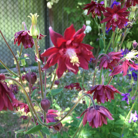 Orlik pospolity plena Ruby Port (C2)