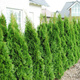 Thuja Tuja Żywotnik zachodni Smaragd (P9)